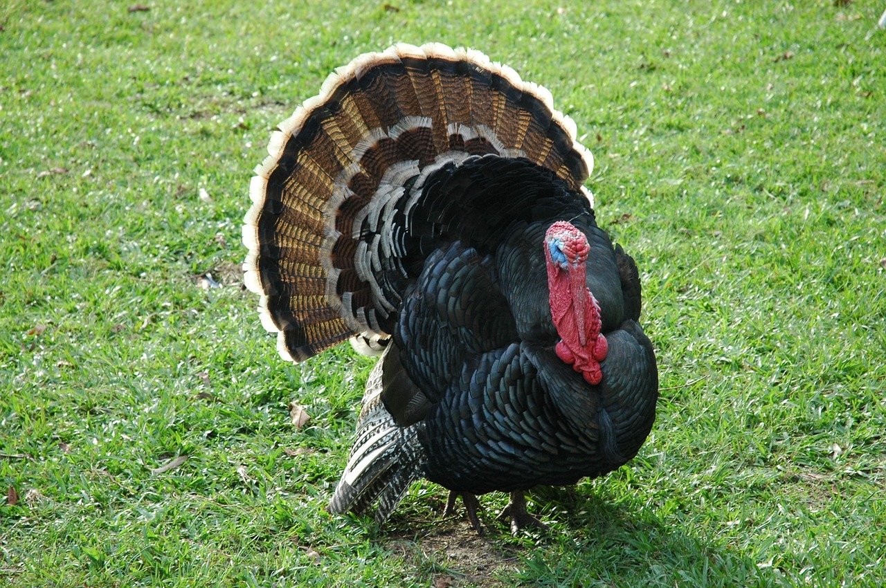 a turkey on some grass
