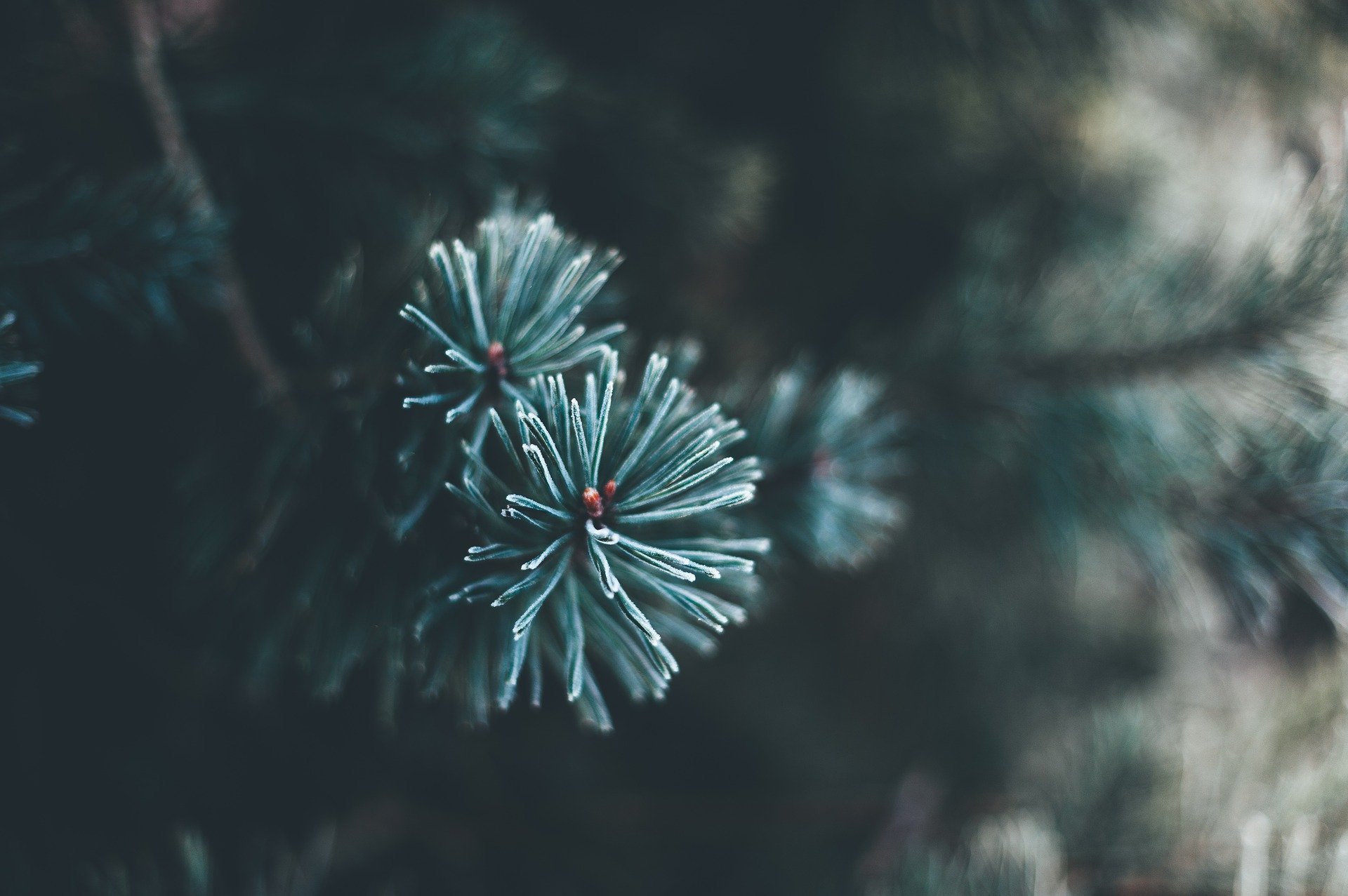 Christmas tree needles